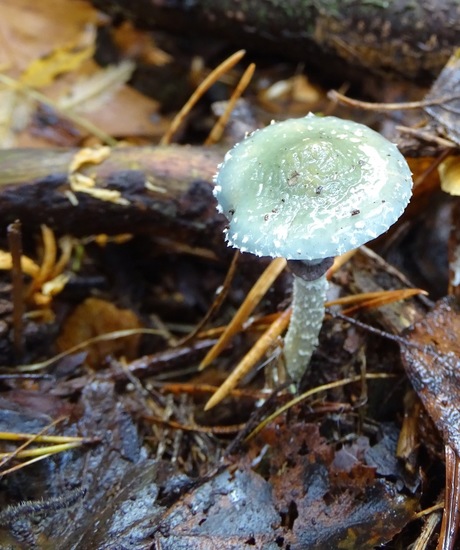 Nerhovensche bosschen.