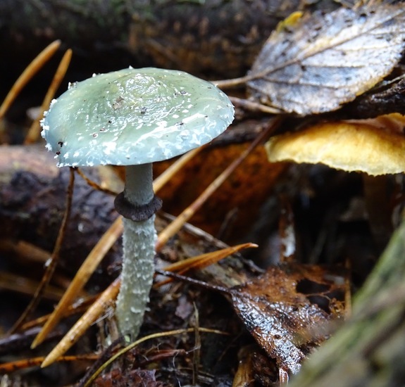 Echte Kopergroenzwam.