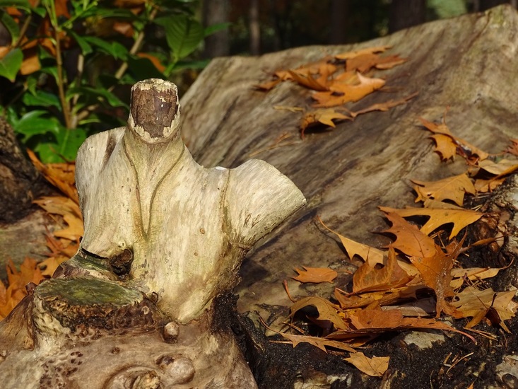 Nerhovensche bosschen.