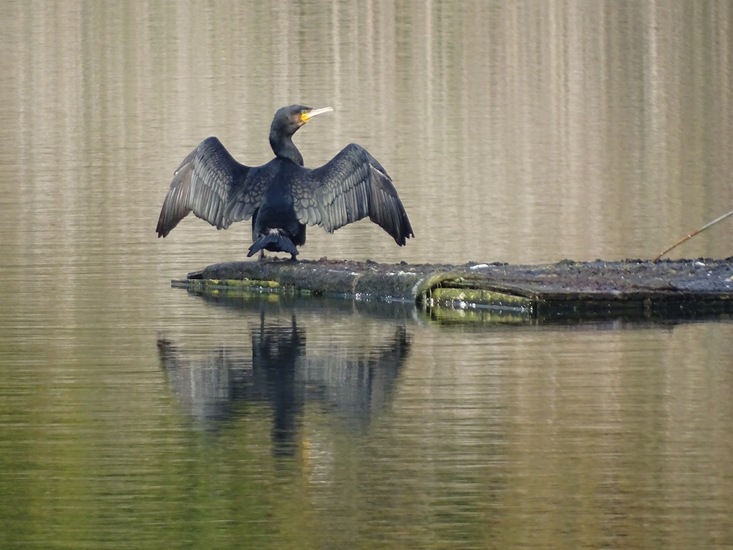 Nerhovensche bosschen.