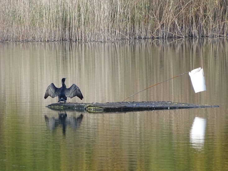 Nerhovensche bosschen.