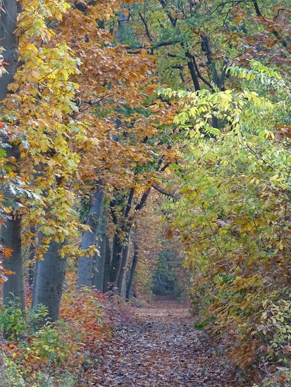 Nerhovensche bosschen.