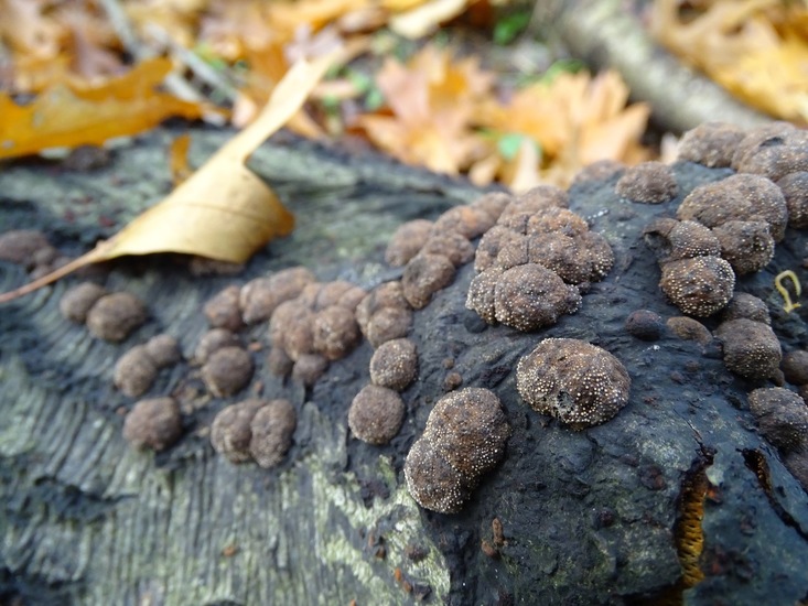 Roestbruine kogelzwam.