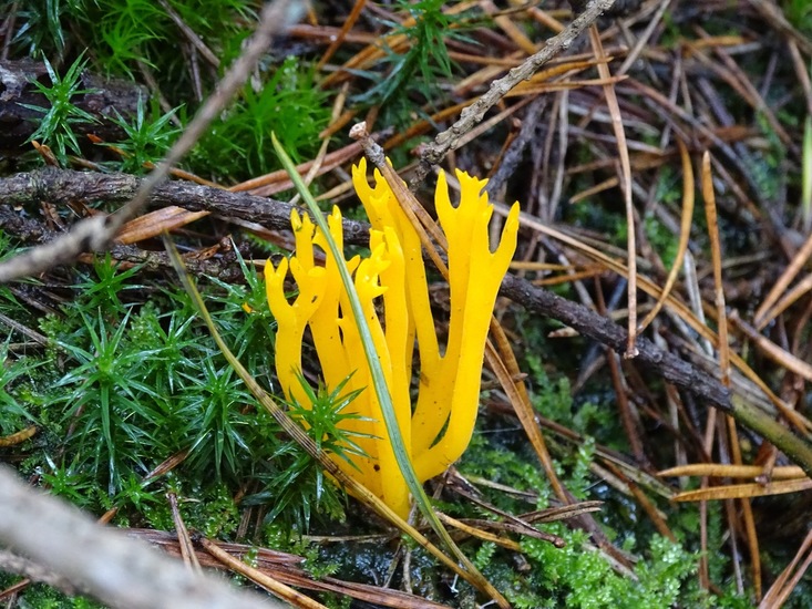 Kleverig Koraalzwam.