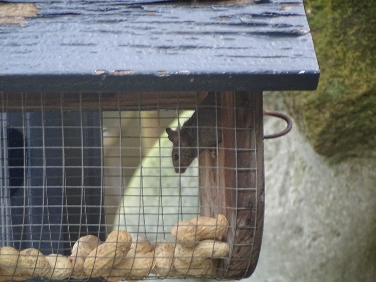 Muis in vogelvoederhuisje.