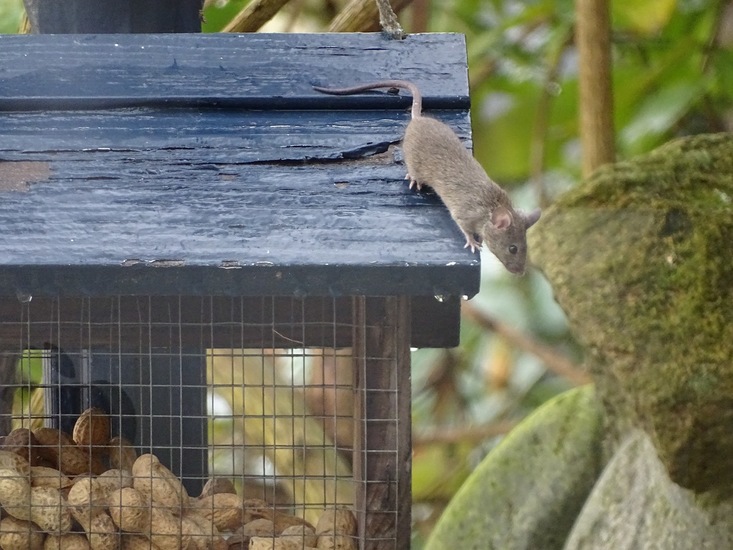 Muis in vogelvoederhuisje.
