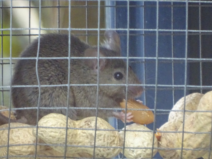 Muis in vogelvoederhuisje.