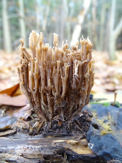 Vertakt Kroonknotsje.