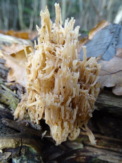 Vertakt Kroonknotsje.