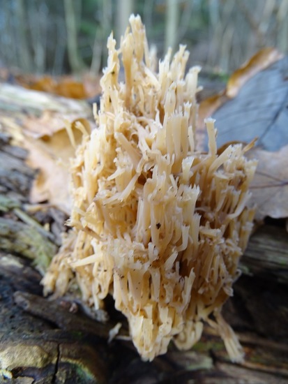 Vertakt Kroonknotsje.