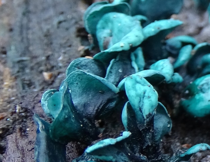 Kopergroen bekerzwam.