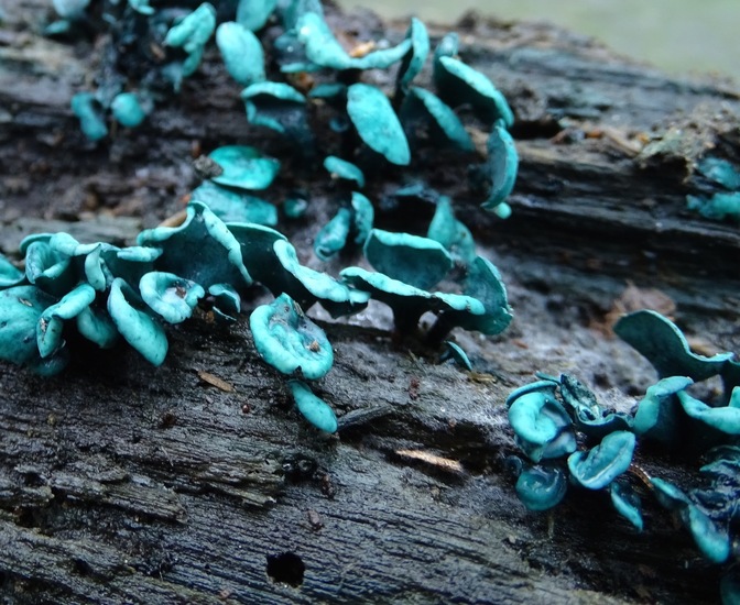 Kopergroen bekerzwam.