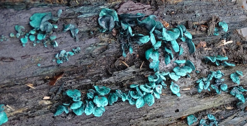 Kopergroen bekerzwam.