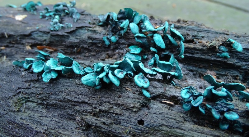 Kopergroen bekerzwam.