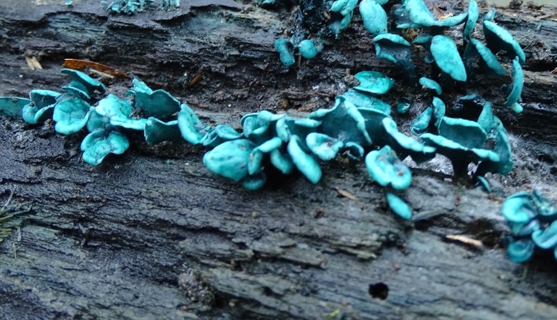 Kopergroen bekerzwam.