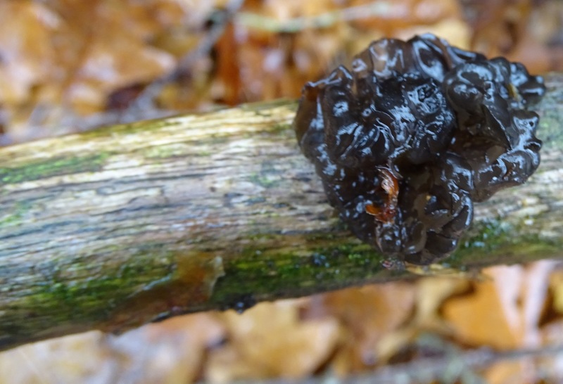 Zwarte trilzwam.