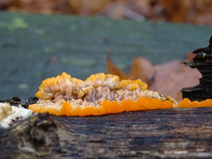 Oranje aderzwam.
