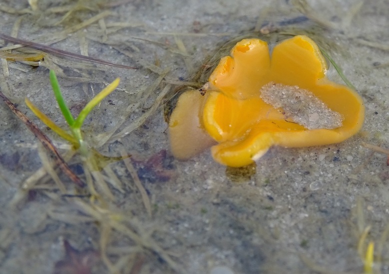 Grote oranje bekerzwam.
