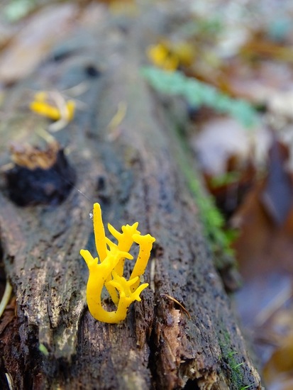 Kleverig Koraalzwam.