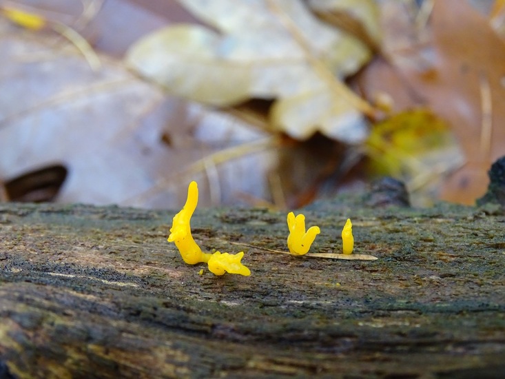 Kleverig Koraalzwam.