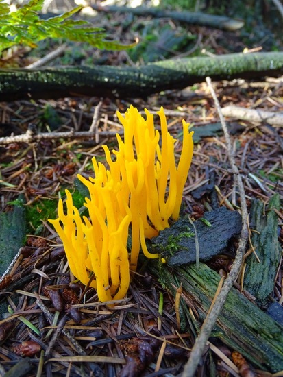 Kleverig Koraalzwam.