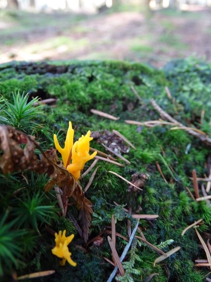 Kleverig Koraalzwam.