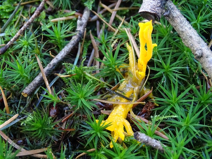 Kleverig Koraalzwam.