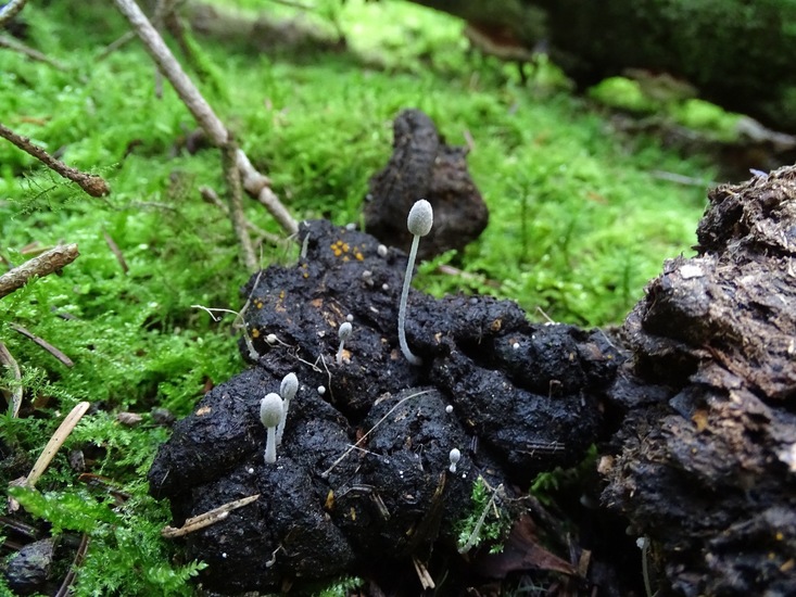 Wortelende inktzwam?