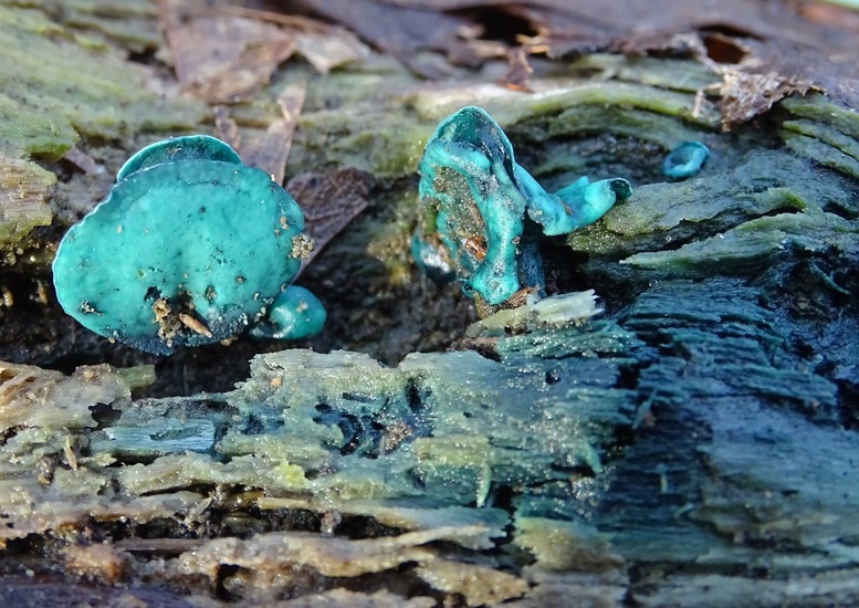 Kopergroen bekerzwam.