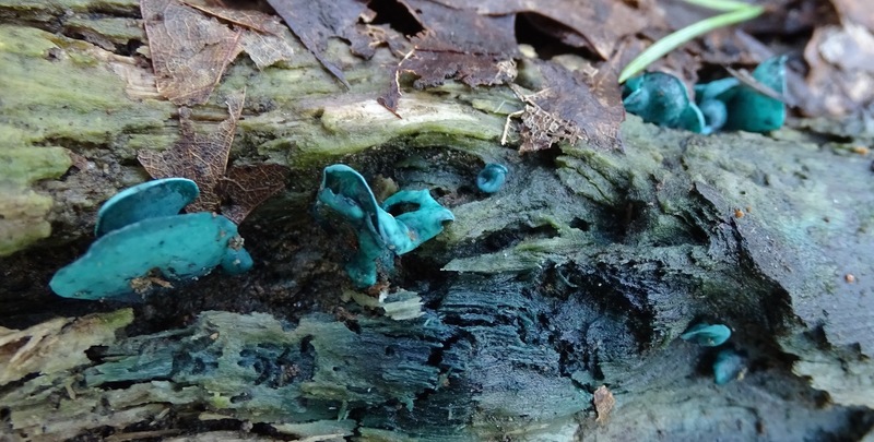 Kopergroen bekerzwam.