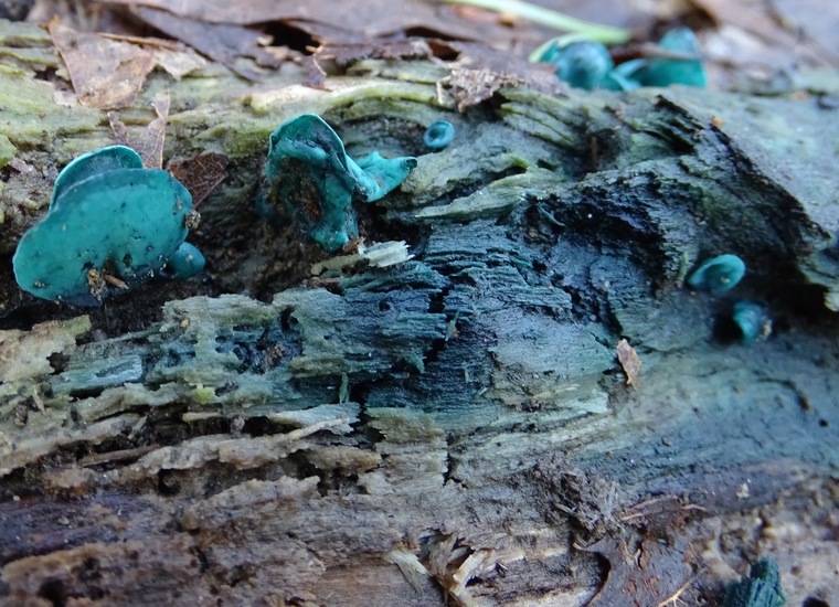 Kopergroen bekerzwam.