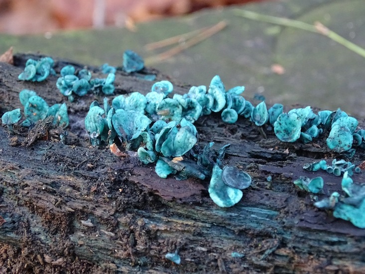 Kopergroen bekerzwam.