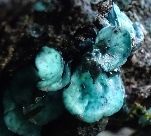 Kopergroen bekerzwam.