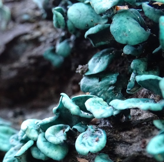 Kopergroen bekerzwam.