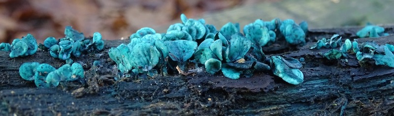 Kopergroen bekerzwam.