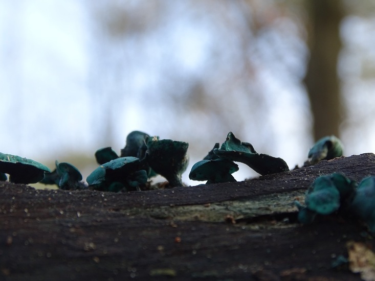 Kopergroen bekerzwam.