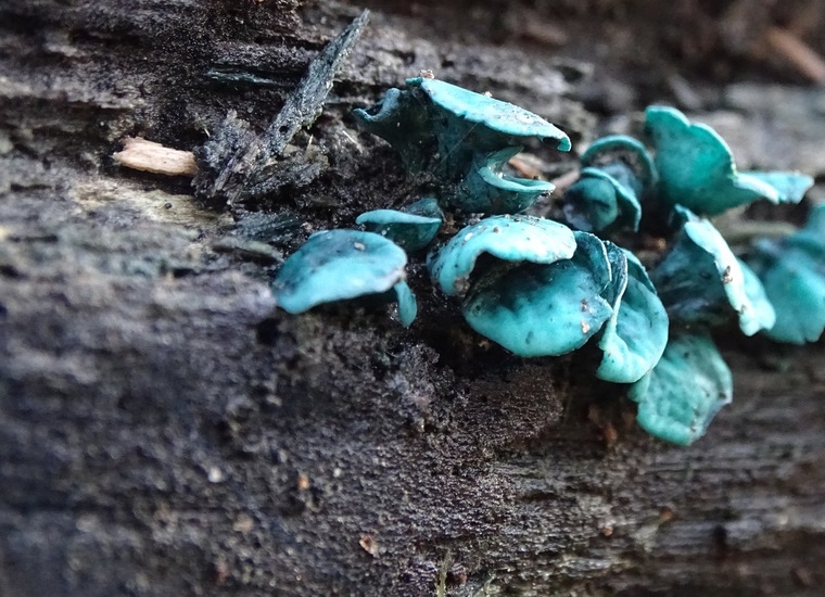 Kopergroen bekerzwam.