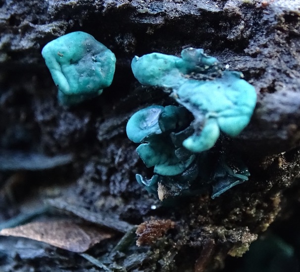 Kopergroen bekerzwam.