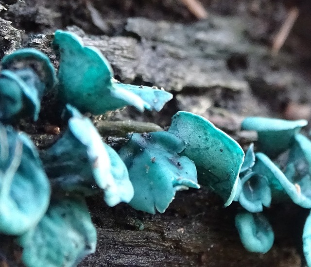 Kopergroen bekerzwam.