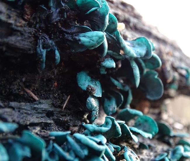 Kopergroen bekerzwam.