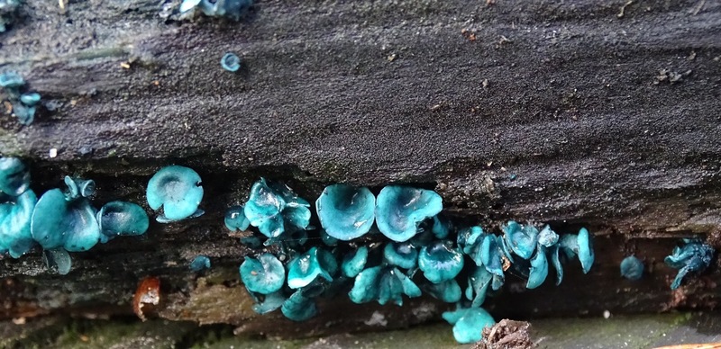 Kopergroen bekerzwam.