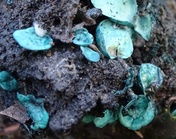 Kopergroen bekerzwam.