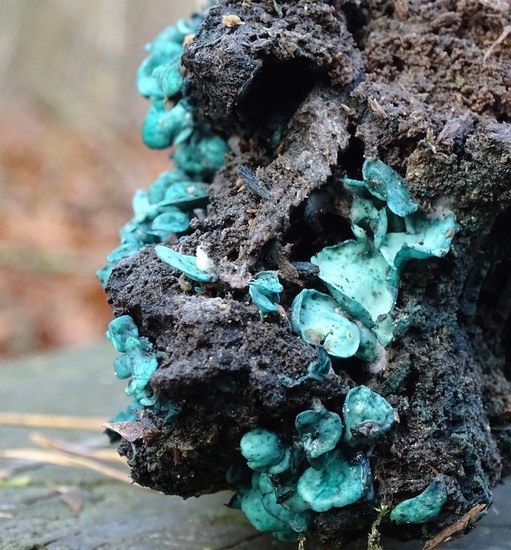 Kopergroen bekerzwam.