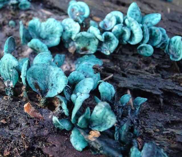 Kopergroen bekerzwam.