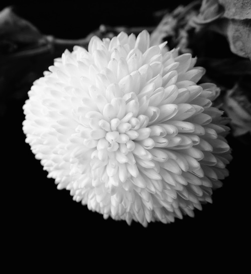 Chrysant.