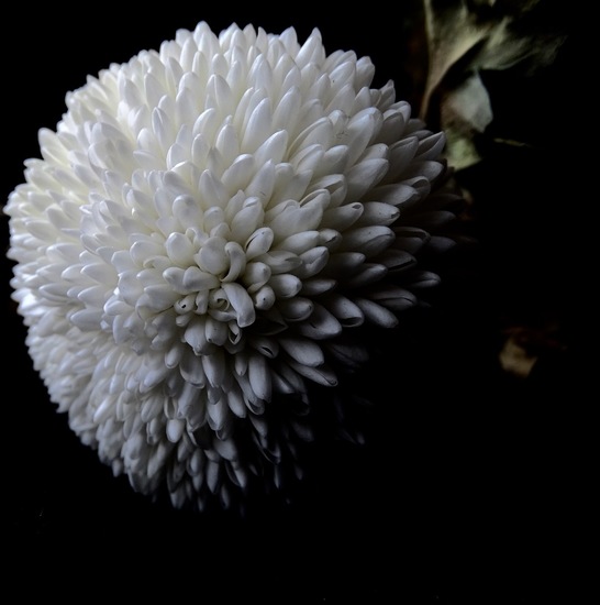 Chrysant.