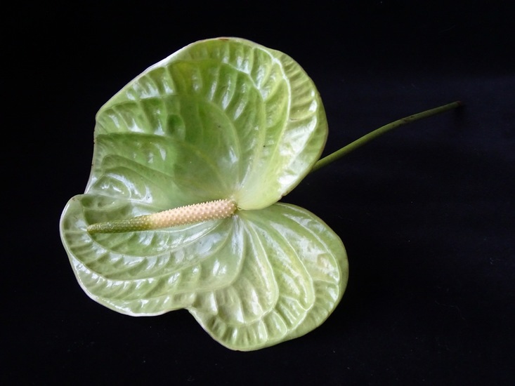 Lak Anthurium.
