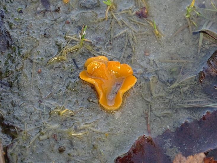 Grote oranje bekerzwam.