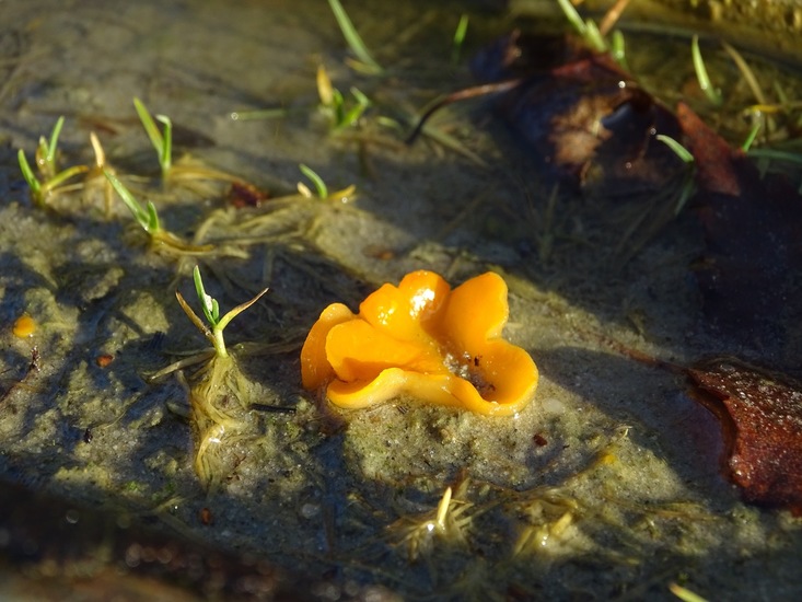 Grote oranje bekerzwam.