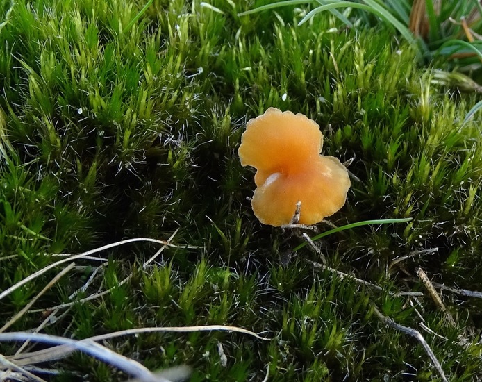 Grote oranje bekerzwam.